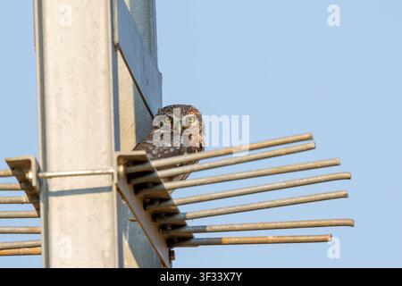 Kleine Eule (Athene noctua) lugt hinter einem Hochspannungs-Warnschild an einer Metallkonstruktion in der Türkei hervor Stockfoto