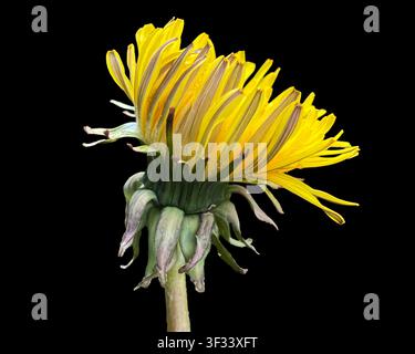 Löwenzahnblütenkopf (Taraxicum officinale) Nahaufnahme seitliche Ansicht einer einzelnen gelben Wildblume mit Detail des Kelchs, der Kelchblätter und der Hochblätter isoliert auf Schwarz Stockfoto