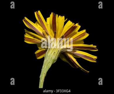 Herbst-Hawkbit-Blütenkopf (Scorzoneroides autumnalis) Makro einer einzelnen, gelben, löwenmaulähnlichen Wildblume mit Detail des Kelches und der Unterseiten der Blütenblätter Stockfoto