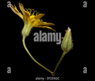Glatt-Hawskopf-Blüte (Crepis capillaris) Nahaufnahme einer gelben löwenzahnähnlichen Wildblume und Knospe, Seitenansicht mit Detail des Kelchs isoliert auf Schwarz Stockfoto