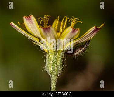 Glatter Weidenblume (Crepis capillaris) Makro einer einzelnen, gelben löwenzahnähnlichen Wildblume, Seitenansicht Detail der Narben, Kelch und Unterseite des Blütenblatts Stockfoto