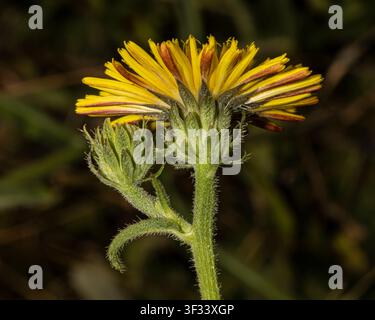 Habichtskraut-Oxtongue-Blume (Picris hieracioides) Seitenansicht einer gelben löwenzahnähnlichen Wildblume, die den Kelch, die Hochblätter und die Unterseite der Blütenblätter detailliert zeigt Stockfoto
