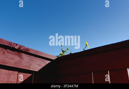 * Lebendiger Sommertag Minimalistische Landschaft mit Sonnenblumen und blauem Himmel Stockfoto