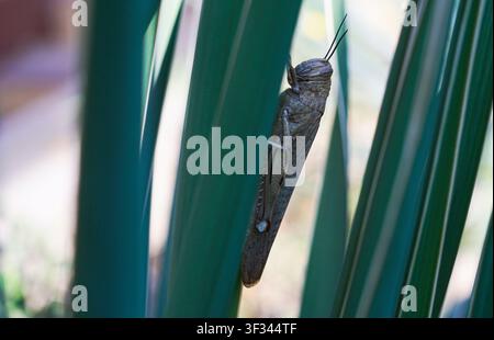 Große Heuschrecken auf Schilfblättern Stockfoto