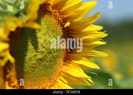 Schönes Nahaufnahme eines leuchtend gelben Sonnenblumes in voller Blüte mit einer Biene, die Nektar sammelt, umgeben von grünen Blättern in einem Sommergarten. Stockfoto