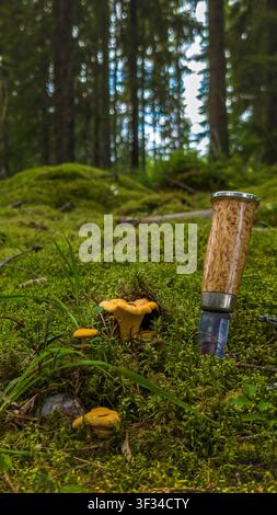 Vertikale Nahaufnahme von wilden Pfifferlingen und Buschmesser in moorigem Wald Stockfoto