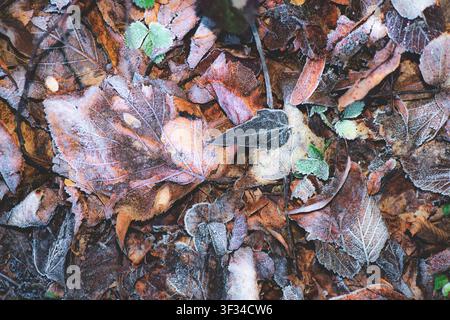 Ein Nahaufnahmefoto von verschiedenen gefrosteten Herbstblättern, die auf dem Boden liegen, und das die komplizierten Frostmuster und natürlichen Texturen während des Transits zur Schau stellt Stockfoto