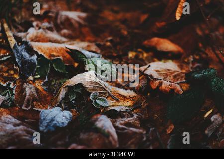 Eine Nahaufnahme von gefallenen Blättern auf dem mit Frost bedeckten Boden, die den Übergang vom Herbst zum Winter in einer natürlichen Außenumgebung hervorhebt. Stockfoto