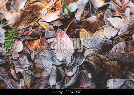 Eine Nahaufnahme von gefrosteten Herbstblättern, die sich auf dem Waldboden im Winter schichten und die zarten Frostmuster und natürlichen Texturen während der Seuche zeigen Stockfoto