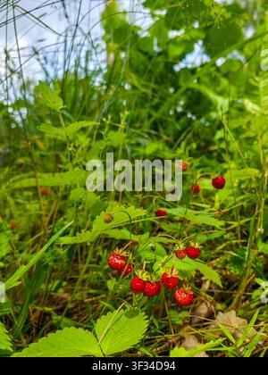 Klumpen reifer Walderdbeeren, die zwischen grünen Blättern und Gras auf dem Waldboden wachsen. Frische Waldbeeren in einem natürlichen Sommerhabitat Stockfoto