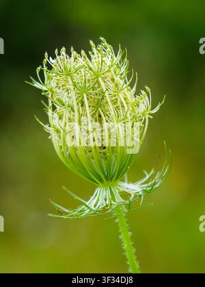 Makro eines Queen-Annes-Lace-Blütenknospen mit zarten grünen Hochblättern und sich entwickelnden Blütenkörbchen vor einem weichen natürlichen Hintergrund Stockfoto