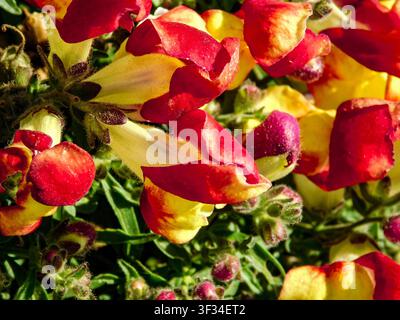 Natürliches, sehr nah aufgenommenes Blütenpflanzenporträt von Antirrhinum Majus 'Floral Showers Rose’ mit faszinierenden und farbenfrohen Blüten. Verlockend, Erstaunlich, frisch Stockfoto