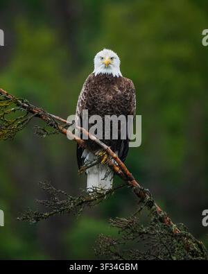 Steadseule sitzt im Baum Stockfoto
