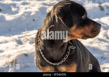 Ein schwarzbrauner Hund mit einem Kettenhalsband wird im Profil vor einem verschneiten, sonnenbeschienenen Hintergrund eingefangen Stockfoto