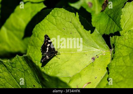 Ein eindrucksvolles Nahaufnahmephoto zeigt einen dunklen Schmetterling, der sich zart auf einem lebendigen grünen Blatt niederlässt. Die feinen Details der Flügel des Schmetterlings a Stockfoto