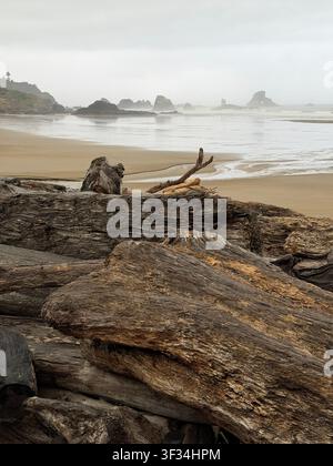 Treibholz am Indian Beach im Ecola State Park in Cannon Beach, an der Küste Oregons, an einem Sommermorgen. Stockfoto