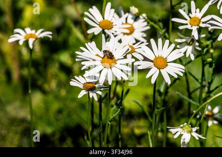 Eine lebendige Nahaufnahme eines Feldes voller weißer Gänseblümchen, wobei eines auffällig eine Biene zeigt, die Pollen sammelt. Die geringe Tiefenschärfe erzeugt eine Stockfoto