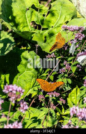 Eine Nahaufnahme zeigt zwei leuchtend orangefarbene Schmetterlinge, die sich zart auf einer Gruppe violetter Blüten niederlassen, umgeben von üppigem grünem Laub. Die Sonne Stockfoto