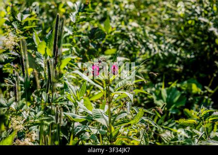 Eine lebendige Nahaufnahme von Wildblumen, die zwischen üppigem grünen Laub blühen. Das Bild zeigt die feinen Details der Blumen und ihrer Blätter Stockfoto