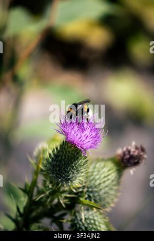 Eine Nahaufnahme einer Hummel, die zart auf einer lebendigen violetten Distelblüte sitzt. Die Biene ist mit Pollen bedeckt und zeigt ihre Rolle bei der Bestäubung Stockfoto