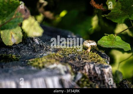Eine detaillierte Nahaufnahme eines einzelnen Pilzes, der auf einem moosigen Baumstumpf in einer üppigen Waldkulisse wächst. Das Bild hebt die komplexen Texturen hervor und Stockfoto