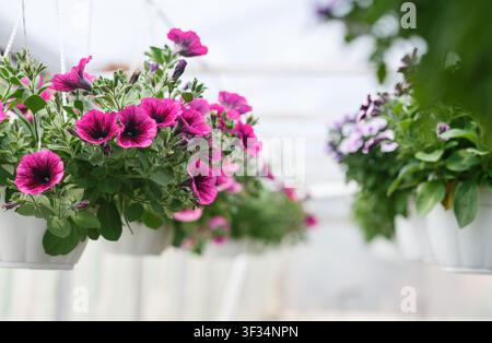 Leuchtend rosa Petunien im Gewächshaus. Pflanzen in weißen Töpfen bei Tageslicht im Innenraum Stockfoto