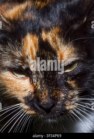 Nahaufnahme-Porträt einer Schildpattkatze Stockfoto