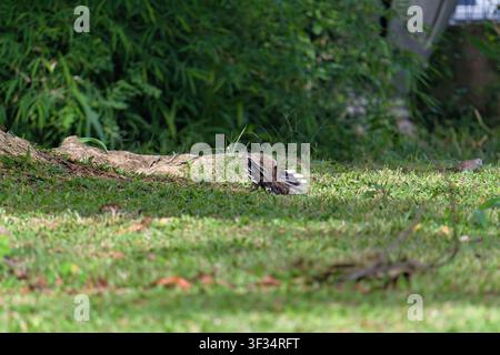Türkis Taube (Spilopelia chinensis) putzt ihr Gefieder zwischen Mangroven in Jakarta, Indonesien Stockfoto