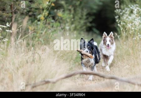 Zwei Border Collies rennen zusammen durch hohes Gras auf dem Land Stockfoto