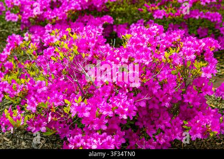 Nahaufnahme von lila japanischen Azaleen Konigstein, die im Frühjahr in einer Gartenumgebung blühen Stockfoto