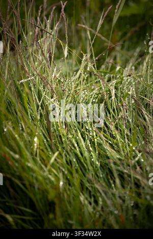 Wildgras mit Tautropfen Stockfoto