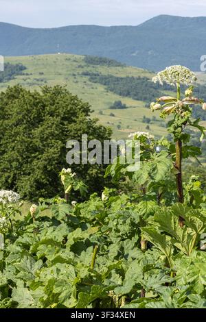 Nahaufnahme einer riesigen Wolfsmilchpflanze mit einer weißen Blume in einer Berglandschaft. Das giftige Unkraut wächst auf einer sonnigen Wiese mit Kopierraum und niemandem im Bild Stockfoto