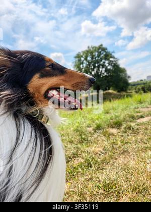 Fröhlicher Rough Collie genießt einen sonnigen Sommertag auf dem Land nahe Frankfurt am Main, Deutschland. Stockfoto