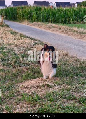 American Rough Collie geht bei Sonnenuntergang durch die Landschaft in Hessen, Deutschland. Stockfoto