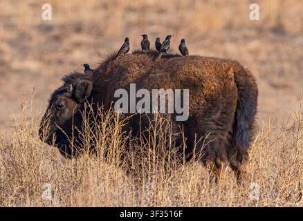 Ein junger amerikanischer Bison, der auf einem Präriefeld grast, während eine Gruppe Spatzen auf seinem Rücken ruht. Stockfoto