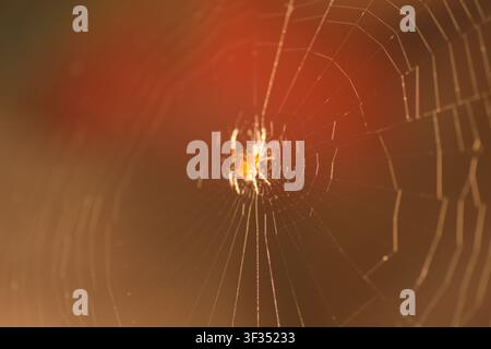 Eine Spinne wartet in der Mitte ihres kunstvollen Netzes, beleuchtet von einem warmen bernsteinfarbenen Schimmer, symbolisch für Verbindung, Geduld und Geheimnis. Stockfoto