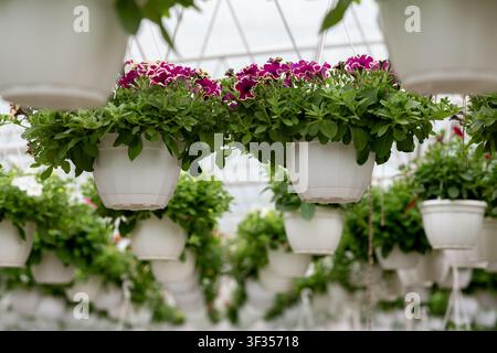 Hängende Blumentöpfe mit violetten Petunien im Gewächshaus, Botanischer Garten Konzept Stockfoto