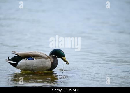 Männliche Stockente beim Fressen in flachem Wasser, mit Wassertröpfchen, die um sein Schnabel sichtbar sind. Stockfoto