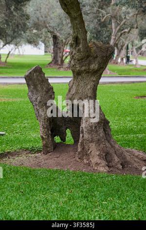 Verschlupfter Olivenbaumstamm mit knorrigem Holz, der in einem grünen grasbewachsenen Park steht Stockfoto