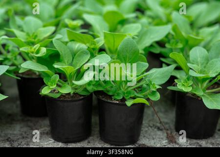Pflanzzeit und Verkauf von jungen Pflanzen im Gewächshaus im Frühjahr, Blumenpflege und botanischen Stockfoto