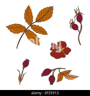Vektor-Botanical-Set mit Hagebutten, Herbstblättern und Zweigen. Handgezeichnete Blumenelemente für Branding, Verpackung, Briefpapier und Druck. Stock Vektor