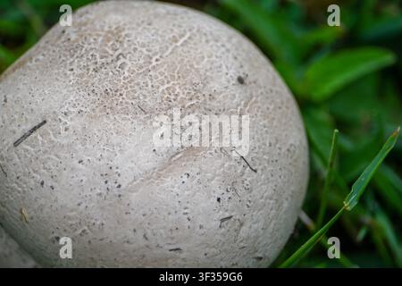 Pilz, der mit einer schönen Textur auf seinem großen runden Kopf wächst Stockfoto