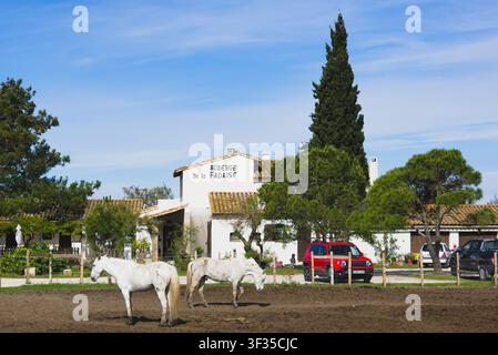 Weiße Camargue-Pferde grasen in einem Gehege in der Nähe der Auberge de la Fadaise unter einem klaren blauen Himmel im ländlichen Frankreich. Stockfoto