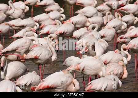 Ein dichter Schwarm rosafarbener Großflamingos, die in flachen Gewässern der Feuchtgebiete ruhen, sich putzen und zusammenstehen. Camargue, Provence, Frankreich. Stockfoto