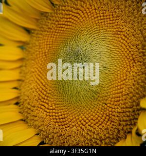 Extrem naher Blick auf einen Sonnenblumenkopf, der gelbe und grüne Pflanzenstruktur, Pollen, Details der sich entwickelnden Samen, Blütenblätter und natürliches Spiralmuster zeigt. Stockfoto