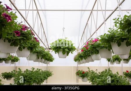 Hängende Blumentöpfe im Gewächshaus mit farbenfrohen Blüten, Gartenkonzept Stockfoto
