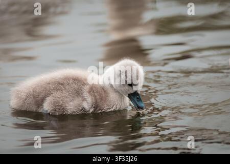 Ein niedliches Seitenansichtporträt eines flauschigen, grauen Zwergschwanzauges (Cygnus olor), das auf ruhigem, welligem Wasser im Bayfront Park, Hamilton, schwimmt Stockfoto