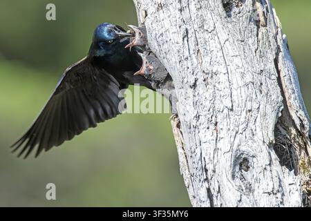 Gewöhnlicher Rabenkräher (Quiscalus quiscula), Erwachsener füttert hungrige Küken, Provinz Quebec, Kanada Stockfoto