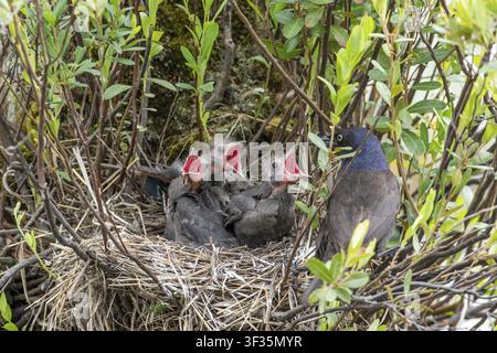 Gewöhnlicher Rabenkrähe (Quiscalus quiscula), Erwachsener füttert hungrige Küken im Nest, Provinz Quebec, Kanada Stockfoto