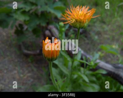 Nahaufnahme einer Ringelblume (Calendula officinalis) Blütenknospe, die in einem Sommergarten erblüht. Schöne orangefarbene Ringelblumenblüte. Stockfoto